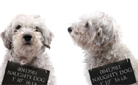 Home insurance for dog owners