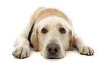 doggy