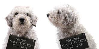 dog mug shot