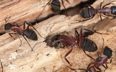 Is carpenter ant damage covered by homeowners insurance?